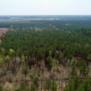 Photo of SOLD!!  19.5 Acres of Hunting and Timber Land for Sale in Halifax County NC!