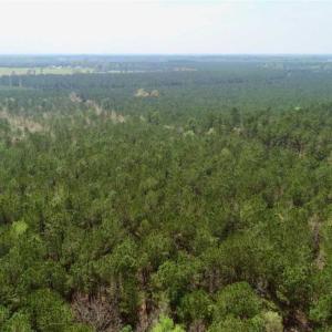Photo of SOLD!!  19.5 Acres of Hunting and Timber Land for Sale in Halifax County NC!