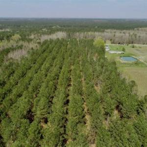 Photo of SOLD!!  19.5 Acres of Hunting and Timber Land for Sale in Halifax County NC!