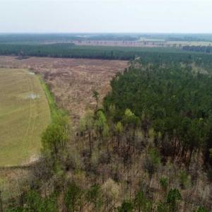 Photo of SOLD!!  19.5 Acres of Hunting and Timber Land for Sale in Halifax County NC!