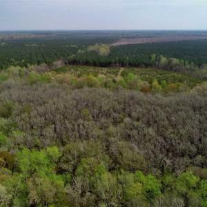 Photo of REDUCED! 49 Acres of Farm and Timber Land For Sale in Halifax County NC!