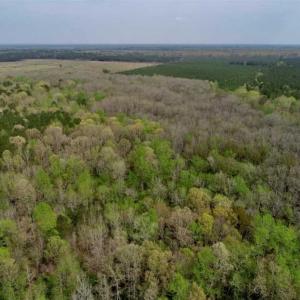 Photo of REDUCED! 49 Acres of Farm and Timber Land For Sale in Halifax County NC!