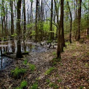 Photo of REDUCED! 49 Acres of Farm and Timber Land For Sale in Halifax County NC!
