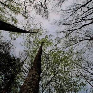Photo of REDUCED! 49 Acres of Farm and Timber Land For Sale in Halifax County NC!