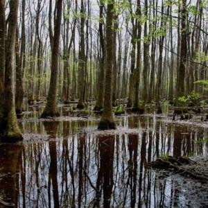 Photo of REDUCED! 49 Acres of Farm and Timber Land For Sale in Halifax County NC!