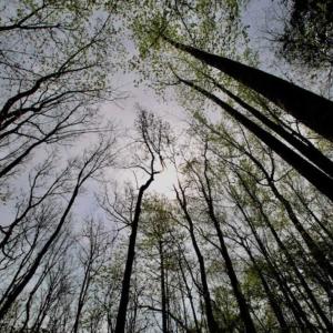 Photo of REDUCED! 49 Acres of Farm and Timber Land For Sale in Halifax County NC!
