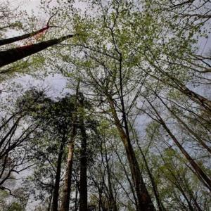 Photo of REDUCED! 49 Acres of Farm and Timber Land For Sale in Halifax County NC!