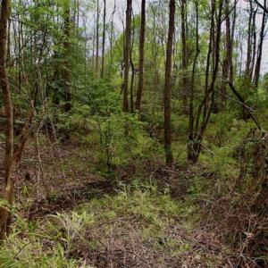 Photo of REDUCED! 49 Acres of Farm and Timber Land For Sale in Halifax County NC!