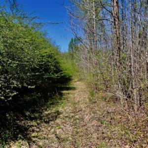 Photo of SOLD!!  36 Acres of  Timber Land For Sale in Pitt County NC!