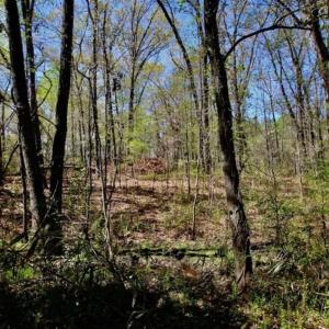 Photo of SOLD!!  36 Acres of  Timber Land For Sale in Pitt County NC!