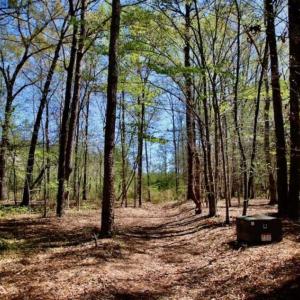 Photo of SOLD!!  36 Acres of  Timber Land For Sale in Pitt County NC!