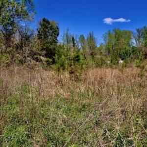 Photo of SOLD!!  36 Acres of  Timber Land For Sale in Pitt County NC!