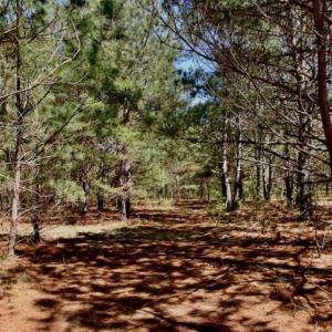 Photo of SOLD!!  36 Acres of  Timber Land For Sale in Pitt County NC!