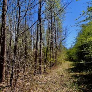 Photo of SOLD!!  36 Acres of  Timber Land For Sale in Pitt County NC!
