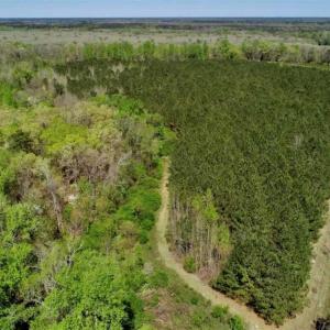 Photo of SOLD!!  36 Acres of  Timber Land For Sale in Pitt County NC!