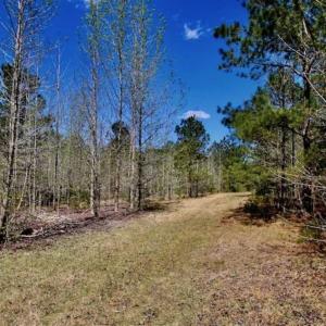 Photo of SOLD!!  36 Acres of  Timber Land For Sale in Pitt County NC!