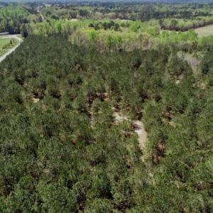 Photo of SOLD!!  36 Acres of  Timber Land For Sale in Pitt County NC!