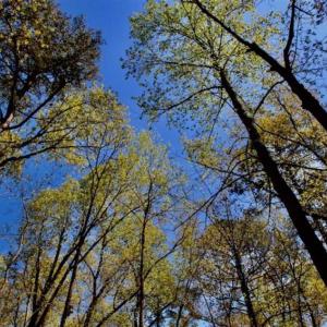 Photo of SOLD!!  36 Acres of  Timber Land For Sale in Pitt County NC!