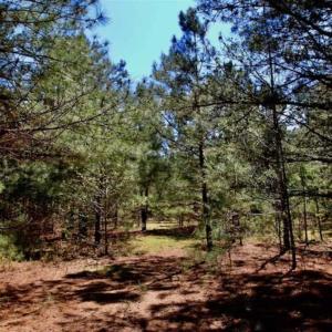 Photo of SOLD!!  36 Acres of  Timber Land For Sale in Pitt County NC!