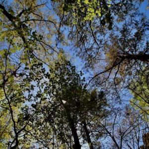 Photo of SOLD!!  36 Acres of  Timber Land For Sale in Pitt County NC!
