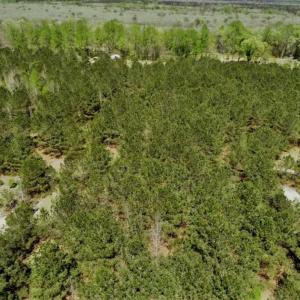 Photo of SOLD!!  36 Acres of  Timber Land For Sale in Pitt County NC!