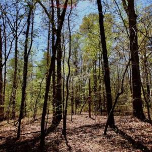 Photo of SOLD!!  36 Acres of  Timber Land For Sale in Pitt County NC!