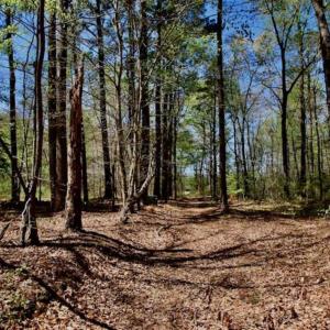 Photo of SOLD!!  36 Acres of  Timber Land For Sale in Pitt County NC!