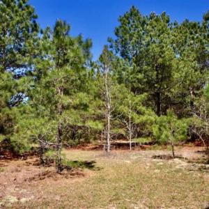 Photo of SOLD!!  36 Acres of  Timber Land For Sale in Pitt County NC!