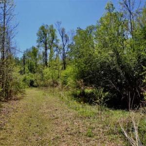 Photo of SOLD!!  36 Acres of  Timber Land For Sale in Pitt County NC!