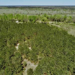 Photo of SOLD!!  36 Acres of  Timber Land For Sale in Pitt County NC!