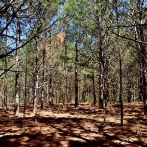 Photo of SOLD!!  36 Acres of  Timber Land For Sale in Pitt County NC!