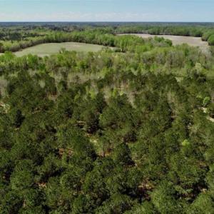Photo of SOLD!!  36 Acres of  Timber Land For Sale in Pitt County NC!