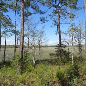 Photo of REDUCED!  0.47 Acre Residential Lot For Sale in Brunswick County NC!