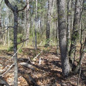 Photo of 1 Acre Residential Building Lot For Sale in Southampton County VA!