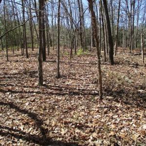 Photo of 1 Acre Residential Building Lot For Sale in Southampton County VA!