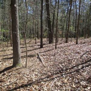 Photo of 1 Acre Residential Building Lot For Sale in Southampton County VA!
