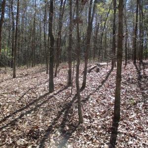 Photo of 1 Acre Residential Building Lot For Sale in Southampton County VA!