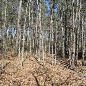 Photo of 1 Acre Residential Building Lot For Sale in Southampton County VA!