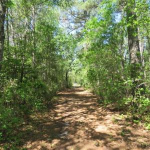 Photo of SOLD!!  9 Acres of Residential and Hunting Land in Pender County NC!