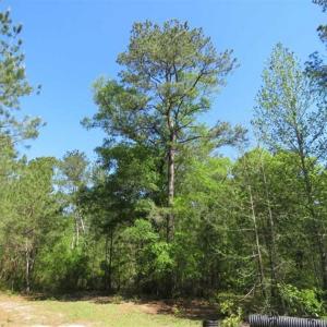 Photo of SOLD!!  9 Acres of Residential and Hunting Land in Pender County NC!