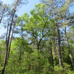 Photo of SOLD!!  9 Acres of Residential and Hunting Land in Pender County NC!