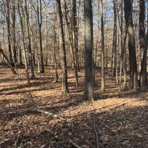 Photo of UNDER CONTRACT!!  10 Acres 0f Timber Land For Sale in Orange County NC!
