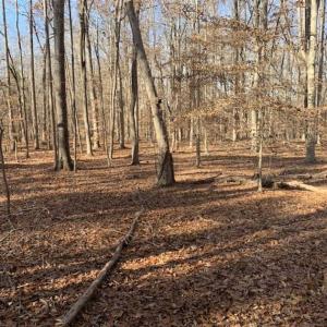 Photo of UNDER CONTRACT!!  10 Acres 0f Timber Land For Sale in Orange County NC!