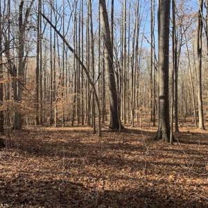 Photo of UNDER CONTRACT!!  10 Acres 0f Timber Land For Sale in Orange County NC!