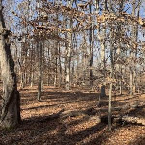 Photo of UNDER CONTRACT!!  10 Acres 0f Timber Land For Sale in Orange County NC!