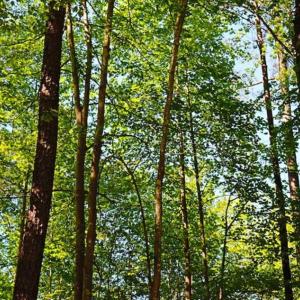 Photo of SOLD!!  1.02 Acres of Residential Land For Sale in Halifax County NC!