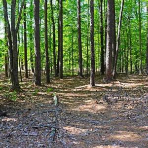 Photo of SOLD!!  1.02 Acres of Residential Land For Sale in Halifax County NC!