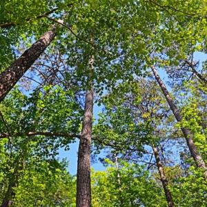 Photo of SOLD!!  1.02 Acres of Residential Land For Sale in Halifax County NC!