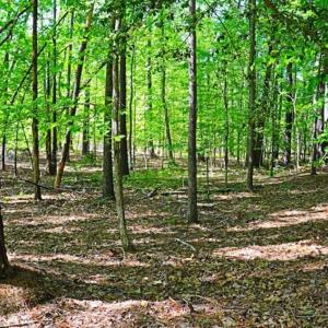 Photo of SOLD!!  1.02 Acres of Residential Land For Sale in Halifax County NC!