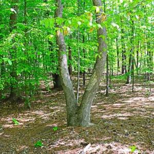 Photo of SOLD!!  1.02 Acres of Residential Land For Sale in Halifax County NC!